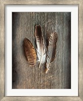 Feather Collection II Fine Art Print
