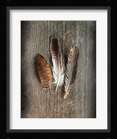 Feather Collection II Fine Art Print