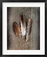 Feather Collection II Fine Art Print