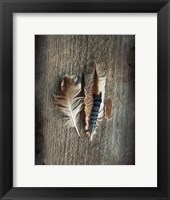 Feather Collection III Fine Art Print