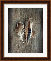 Feather Collection III Fine Art Print