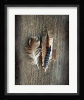 Feather Collection III Fine Art Print