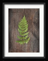 Woodland Fern I Fine Art Print