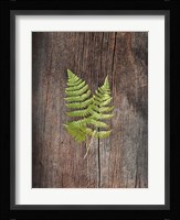 Woodland Fern II Fine Art Print
