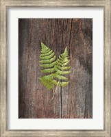 Woodland Fern II Fine Art Print