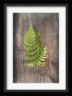 Woodland Fern III Fine Art Print