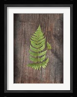 Woodland Fern IV Fine Art Print