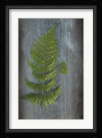 Woodland Fern V Fine Art Print