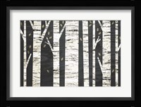 Birch Forest Fine Art Print