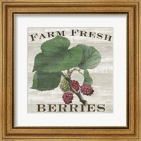 Farm Fresh Berries I Fine Art Print