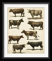 Antique Cow Chart Fine Art Print