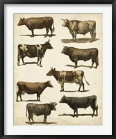 Antique Cow Chart Fine Art Print