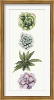 Row of Succulents II Fine Art Print