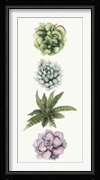 Row of Succulents II Framed Print