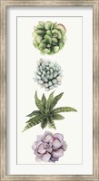 Row of Succulents II Fine Art Print