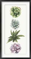 Row of Succulents II Framed Print