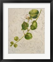 Botanica I Framed Print