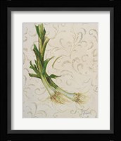 Botanica II Framed Print