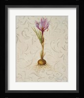 Botanica III Framed Print