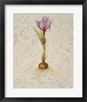 Botanica III Framed Print