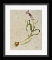 Botanica IV Framed Print