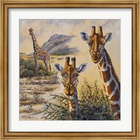 Safari IV Fine Art Print