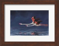 Flying Flamingos Fine Art Print