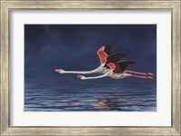 Flying Flamingos Fine Art Print