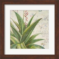 Aloe II Fine Art Print