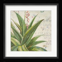 Aloe II Fine Art Print
