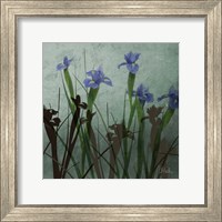 Blue Irises I Fine Art Print