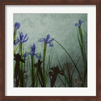 Blue Irises II Fine Art Print