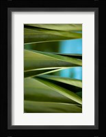 Palma III Fine Art Print