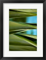 Palma III Fine Art Print