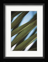 Palma IV Fine Art Print