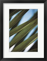 Palma IV Fine Art Print