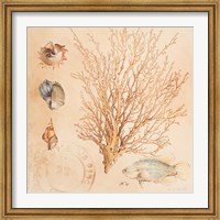 Coral Medley II Fine Art Print