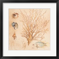 Coral Medley II Fine Art Print