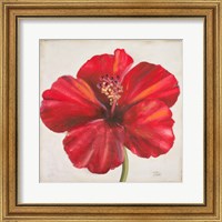 Red Hibiscus Fine Art Print