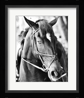 Derby I Fine Art Print