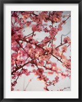 Cherry Blossoms I Fine Art Print