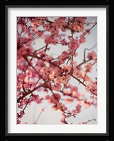 Cherry Blossoms I Fine Art Print