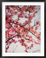 Cherry Blossoms I Fine Art Print