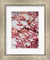 Cherry Blossoms II Fine Art Print
