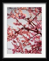 Cherry Blossoms II Fine Art Print