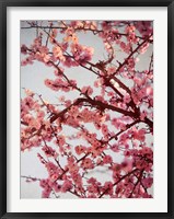 Cherry Blossoms II Fine Art Print