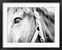 Horseback Riding Fine Art Print