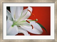 White Lily Fine Art Print