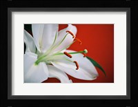 White Lily Fine Art Print