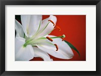 White Lily Fine Art Print